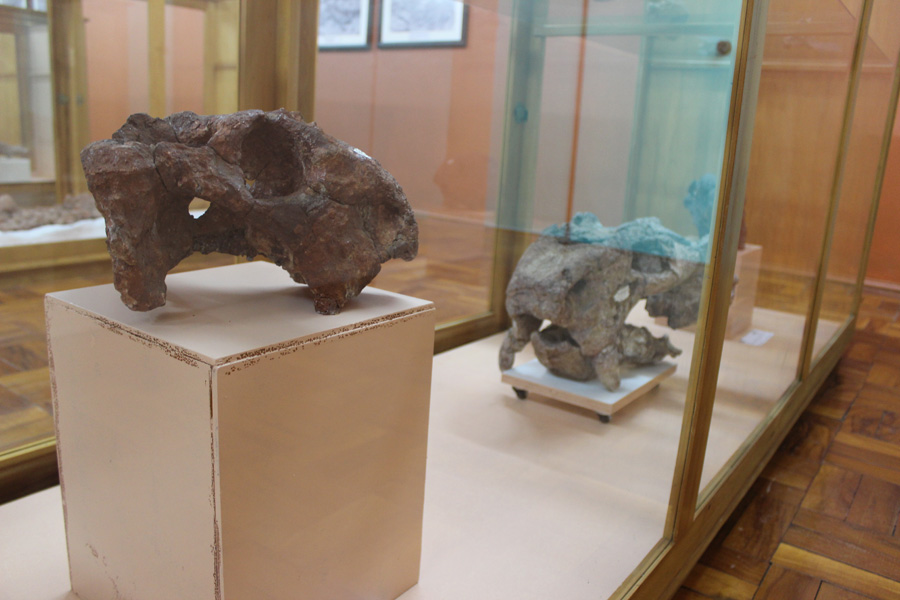 Fósseis em exposição no Museu Vicente Pallotti. Foto: Daiane Spiazzi